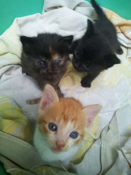 Gato ra a  idade Abaixo de 2 meses nome Mel,tigrão, princesa