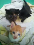 Mel,tigrão, princesa