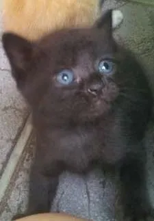 Gato ra a  idade Abaixo de 2 meses nome Mel,tigrão, princesa