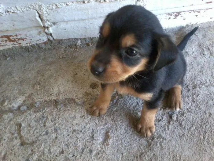 Cachorro ra a  idade Abaixo de 2 meses nome não possuem nome