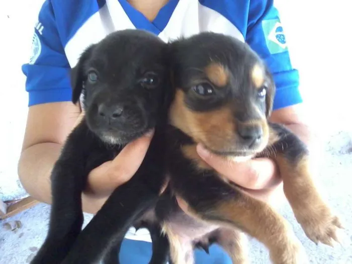 Cachorro ra a  idade Abaixo de 2 meses nome não possuem nome