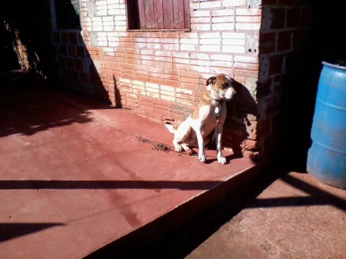 Cachorro ra a Boxer com vira lata idade 2 anos nome Billy