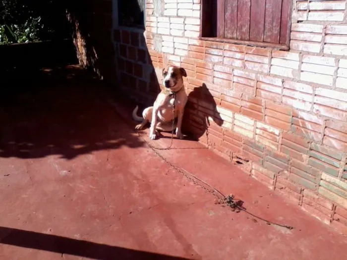 Cachorro ra a Boxer com vira lata idade 2 anos nome Billy