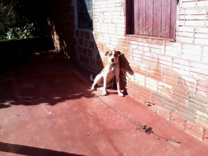 Cachorro ra a Boxer com vira lata idade 2 anos nome Billy