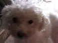 Poodle Pequena