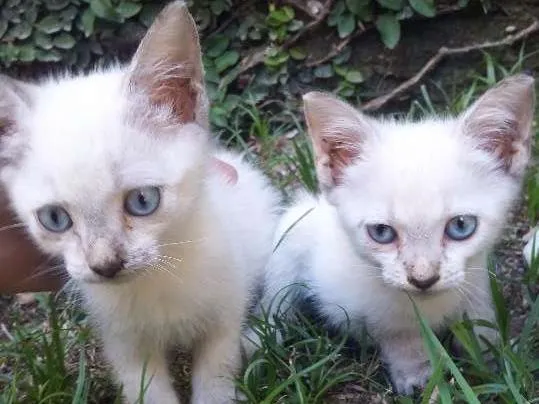 Gato ra a Siamês idade Abaixo de 2 meses nome Gatinhas