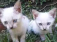 Gatinhas