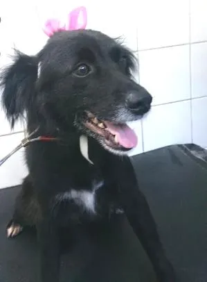 Cachorro raça SRD idade 4 anos nome Goiânia