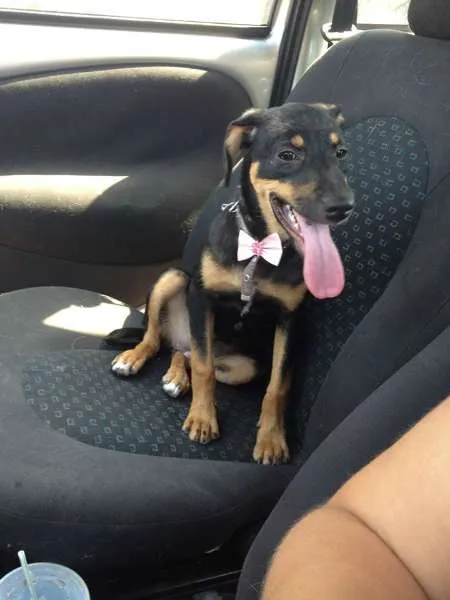 Cachorro ra a SRD idade 2 a 6 meses nome Moranguinho