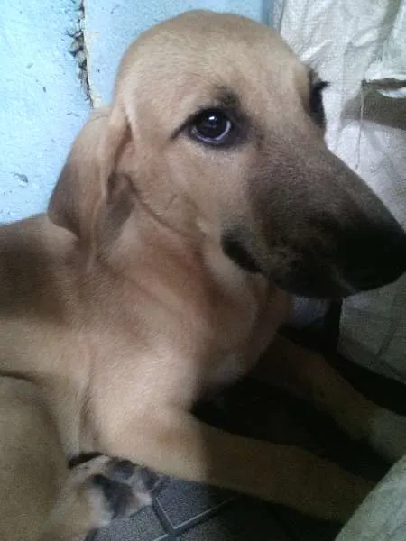 Cachorro raça indefinida idade 2 a 6 meses nome Jouli