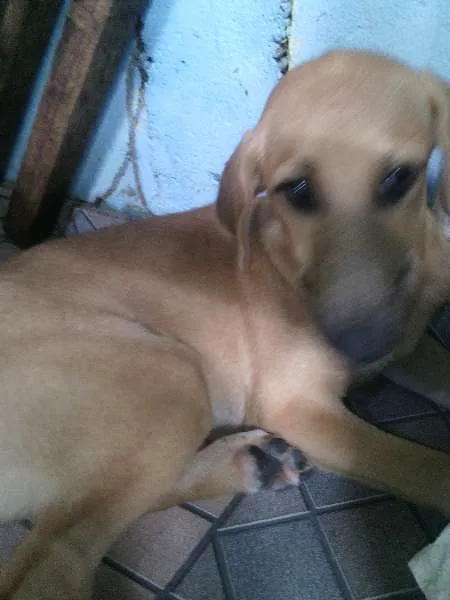 Cachorro raça indefinida idade 2 a 6 meses nome Jouli
