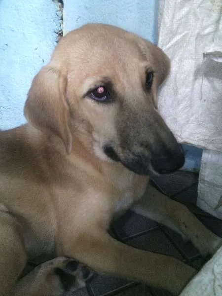 Cachorro raça indefinida idade 2 a 6 meses nome Jouli