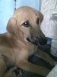 Jouli