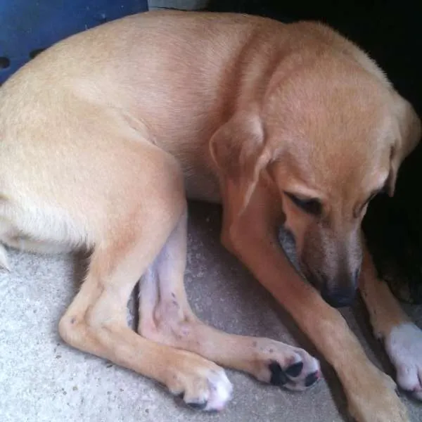 Cachorro raça indefinida idade 2 a 6 meses nome Jouli