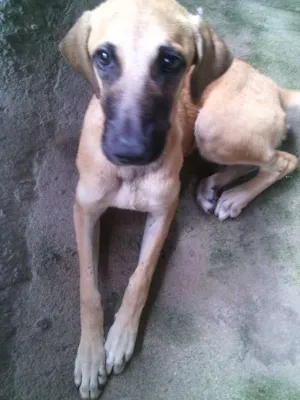 Cachorro raça indefinida idade 2 a 6 meses nome Peppa