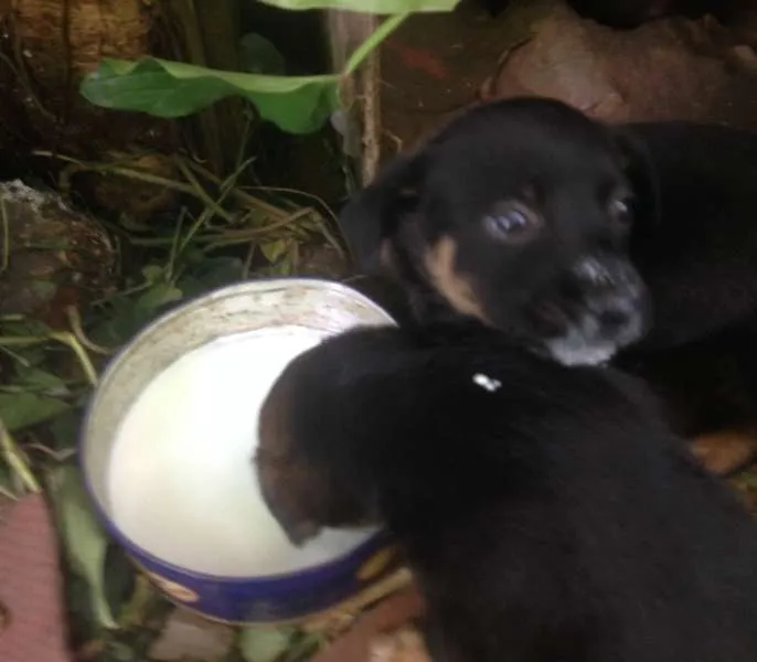 Cachorro ra a SRD idade 2 a 6 meses nome Bebes