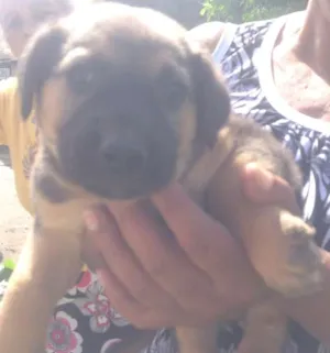 Cachorro raça SRD idade 2 a 6 meses nome Bebes