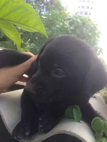 Cachorro ra a SRD idade 2 a 6 meses nome Bebes