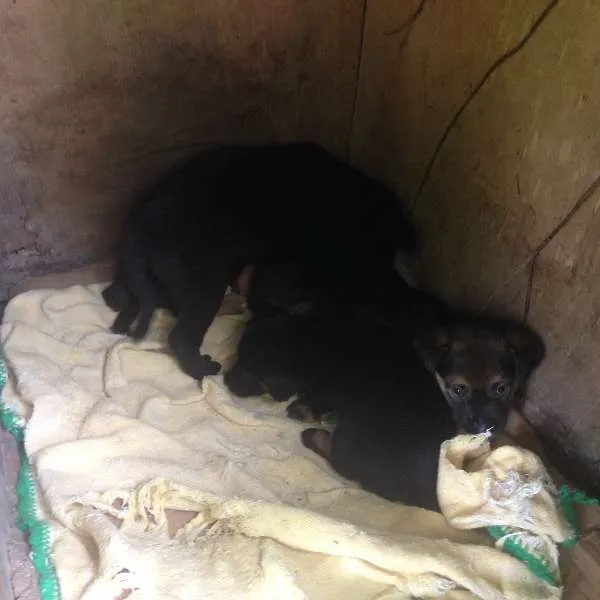 Cachorro ra a SRD idade 2 a 6 meses nome Bebes