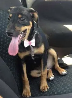 Cachorro ra a SRD idade 2 a 6 meses nome Moranguinho