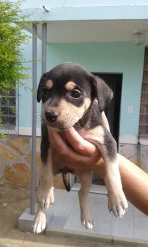 Cachorro raça SRD idade 2 a 6 meses nome KAYTE