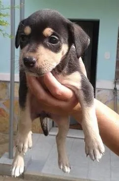Cachorro raça SRD idade 2 a 6 meses nome KAYTE
