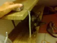 tigrinho, Pretinha,