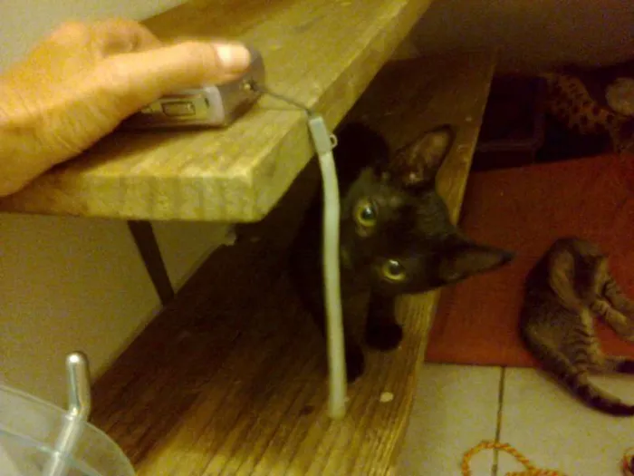 Gato ra a gato- sem raça definida idade 2 a 6 meses nome tigrinho, Pretinha,