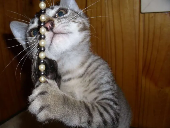 Gato ra a gato- sem raça definida idade 2 a 6 meses nome tigrinho, Pretinha,