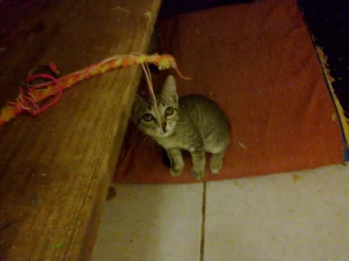 Gato ra a gato- sem raça definida idade 2 a 6 meses nome tigrinho, Pretinha,
