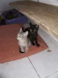 tigrinho, Pretinha,