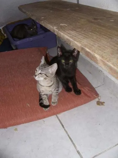 Gato ra a gato- sem raça definida idade 2 a 6 meses nome tigrinho, Pretinha,