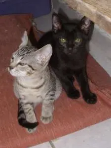Gato ra a gato- sem raça definida idade 2 a 6 meses nome tigrinho, Pretinha,