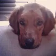 apolo
