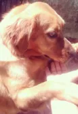 apolo