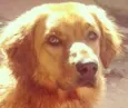 apolo