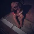 apolo