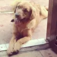 apolo