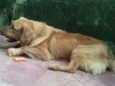 apolo