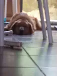 apolo