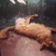 apolo