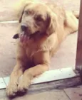 apolo