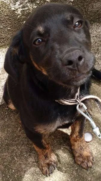 Cachorro ra a  idade 2 a 6 meses nome Bob