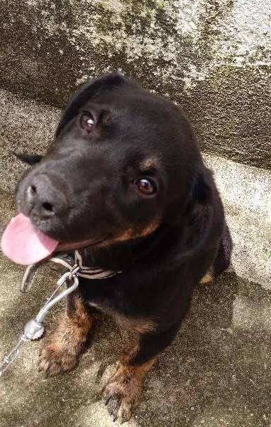 Cachorro ra a  idade 2 a 6 meses nome Bob