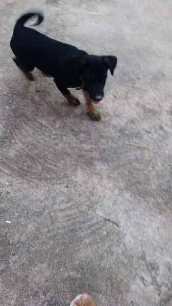 Cachorro ra a  idade 2 a 6 meses nome Bob