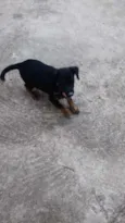 Bob