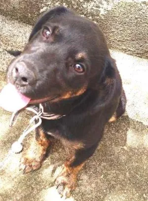 Cachorro raça  idade 2 a 6 meses nome Bob