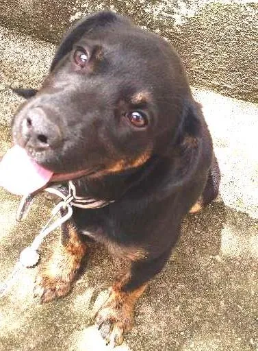 Cachorro ra a  idade 2 a 6 meses nome Bob