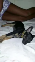 Toy