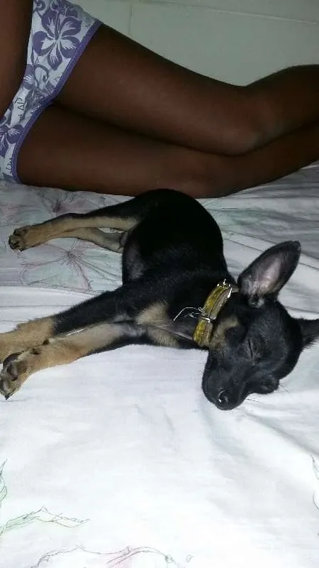 Cachorro ra a Picher idade 2 a 6 meses nome Toy
